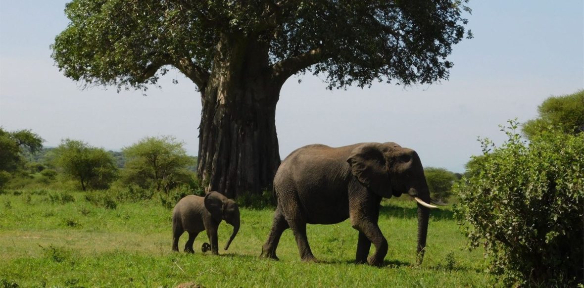 Elephants grazing in Tanzania 